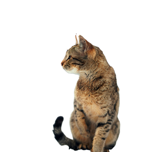 A Brown Tabby Cat Sitting In Snow, Highlighting Its Natural Beauty In A Winter Setting. 19285 - Cat PNG image with transparent background